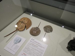 kenngaku7理学研究院展2